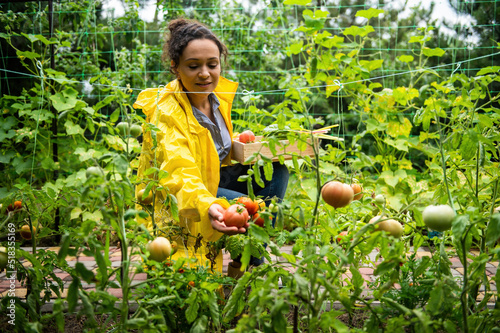Φωτογραφία Charming woman gardener, successful amateur farmer picking ripe homemade tomatoe