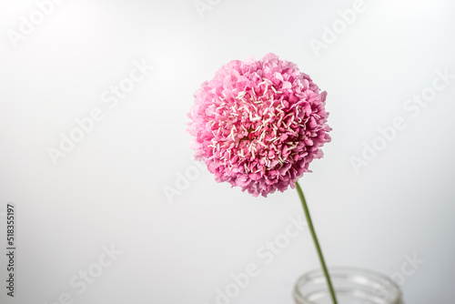 Single large pink scabiosa flower. Tip of the glass vase is showing with a white background. photo
