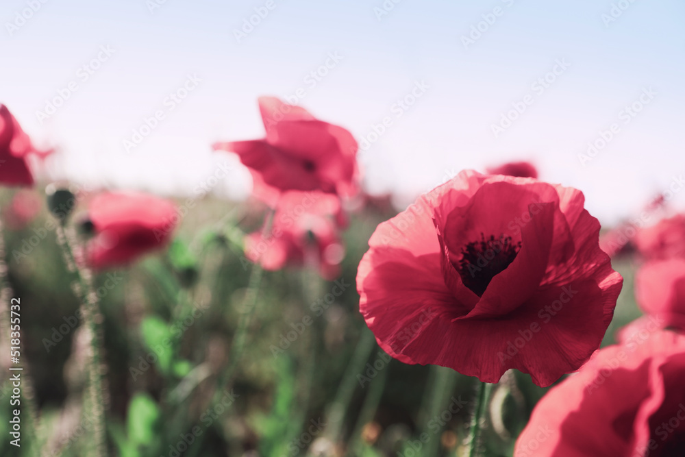 Obraz premium Beautiful blooming red poppy flowers in field, closeup. Space for text