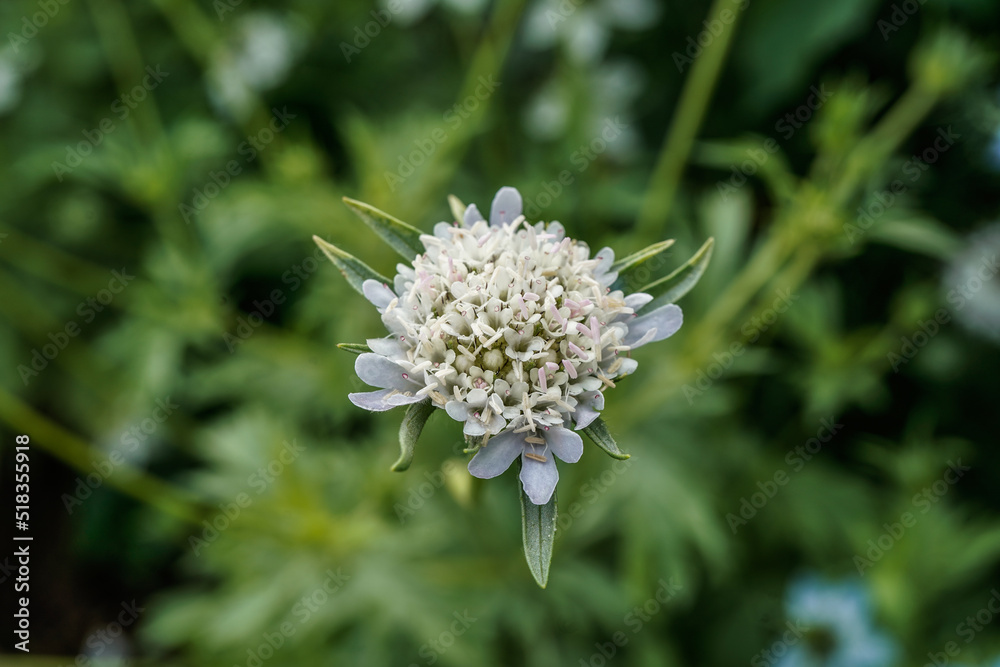 Starflower growing in a flower garden outdoors. Starflower growing in a flower garden outdoors.
