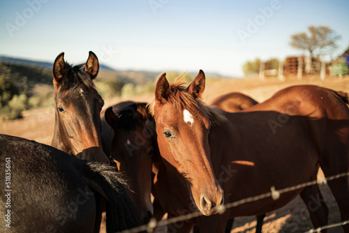 A group of Horses on a farm. Photograph taken somewhere in Andalusia, Spain.