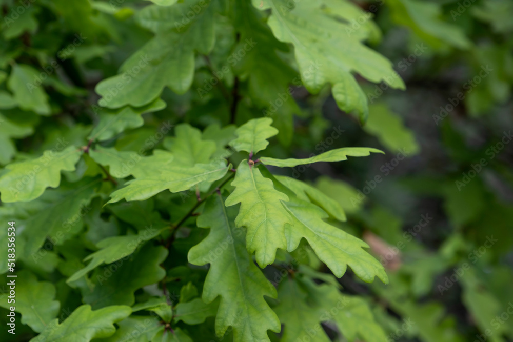 Quercus robur springtime new leaves Quercus robur springtime new leaves