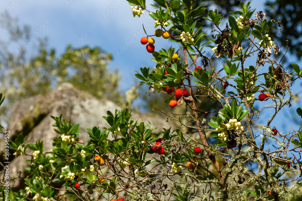 Strawberry tree with fruits