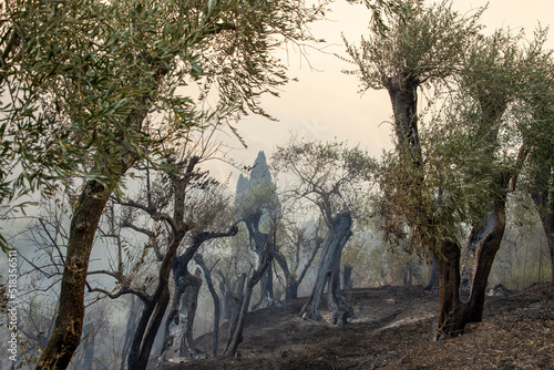 Un vasto che incendio ha colpito le colline di Massarosa (LU) distruggendo 900 ettari di boschi