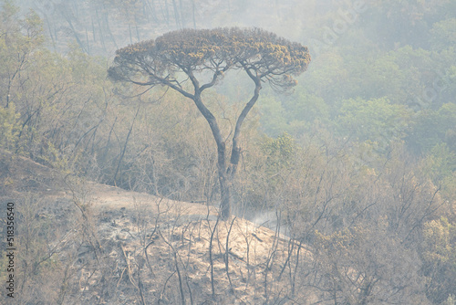 Un vasto che incendio ha colpito le colline di Massarosa (LU) distruggendo 900 ettari di boschi photo
