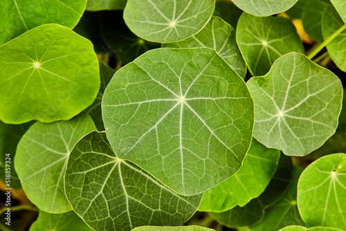 Detail of round green leaves from above