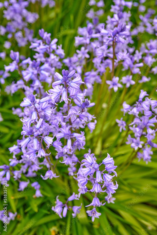 Colorful purple flowers growing in a garden. Closeup of beautiful spanish bluebell or hyacinthoides hispanica foliage with vibrant petals blooming and blossoming in nature on a sunny day in spring Colorful purple flowers growing in a garden. Closeup of beautiful spanish bluebell or hyacinthoides hispanica foliage with vibrant petals blooming and blossoming in nature on a sunny day in spring