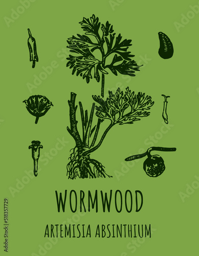 Wormwood (Artemísia absínthium) illustration. Wormwood branch, leaves and wormwood flowers. Cosmetics and medical plant.
