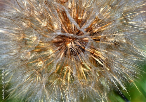 Natural dandelion seed lace in the summer field 