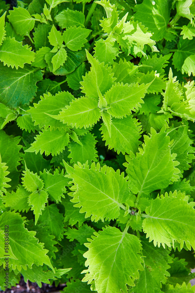 Detail of light green leaves in garden from above Detail of light green leaves in garden from above