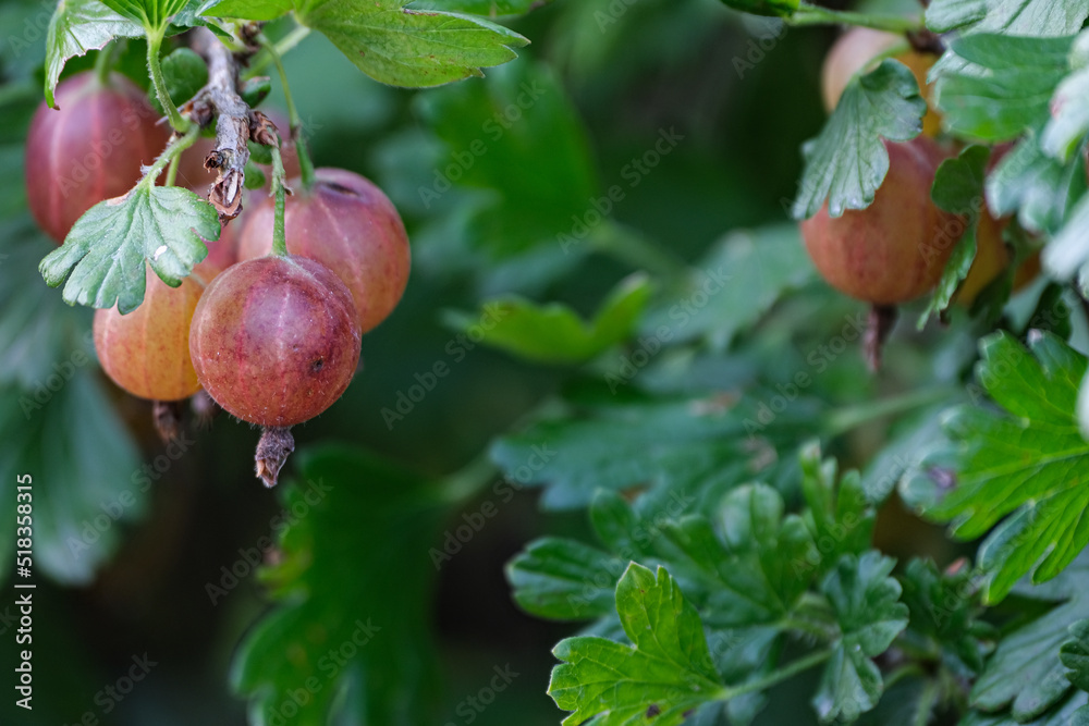 Red ripe and ripening gooseberry on bush branches, Fruits and berries at the twig Red ripe and ripening gooseberry on bush branches, Fruits and berries at the twig