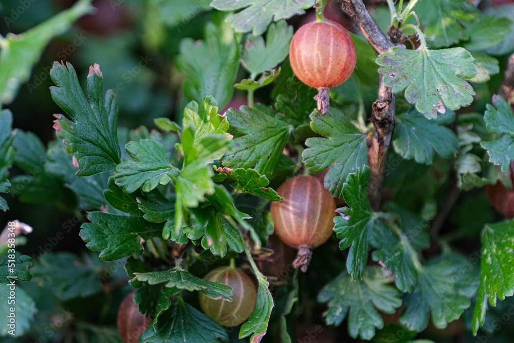 Red ripe and ripening gooseberry on bush branches, Fruits and berries at the twig Red ripe and ripening gooseberry on bush branches, Fruits and berries at the twig