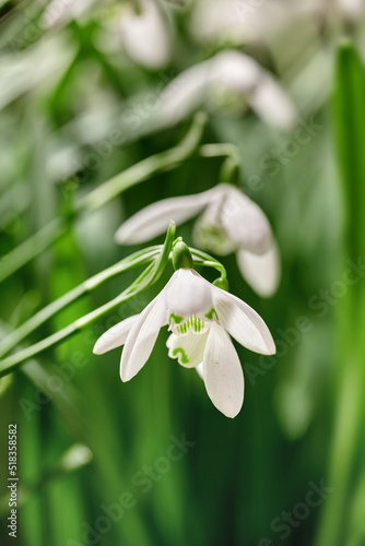 A white snowdrop or galanthus flower growing in a garden against a green background. Closeup of a bulbous, perennial and herbaceous plant from the amaryllidaceae genus blooming in nature