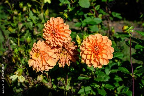 Beautiful large orange dahlia flowers in full bloom on blurred green background, photographed with soft focus in a garden in a sunny summer day.