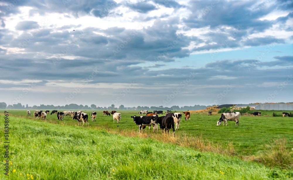Obraz premium Cows grazing in the pasture