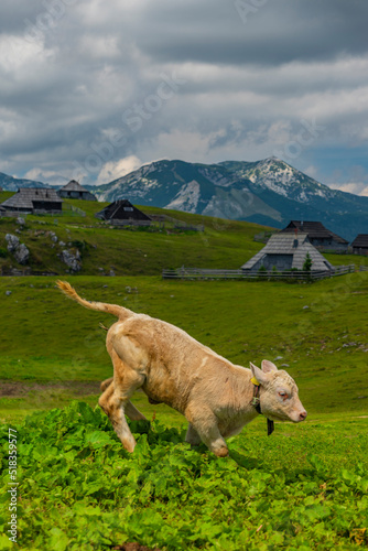 Clean color cow with mountains background in Velika Planina mountains photo