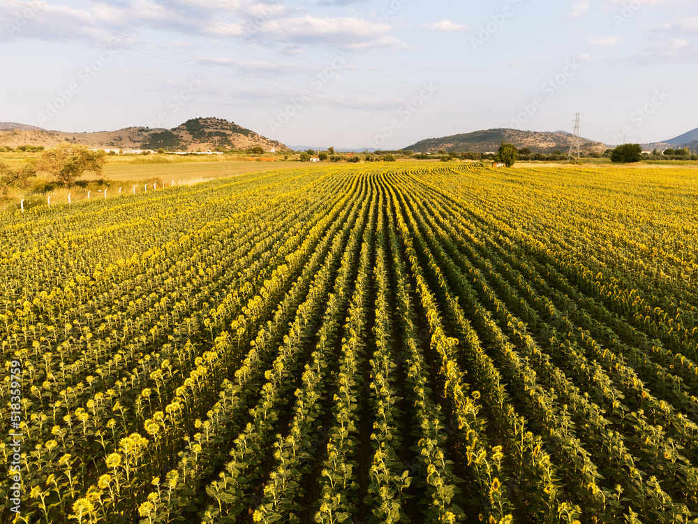 Aerial view of the sunflowers fields.