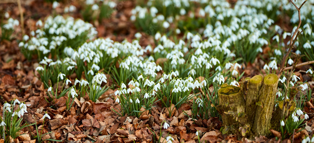 Landscape view of flowers in spring through change in season. Beautiful group of small white flowers in a garden outside in nature. Pine bark protecting the soil from drying out the plants beauty.