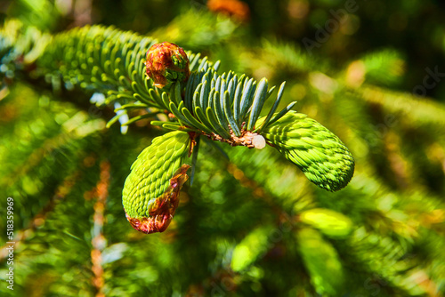 Young pinecones growing on branch in early vibrant spring