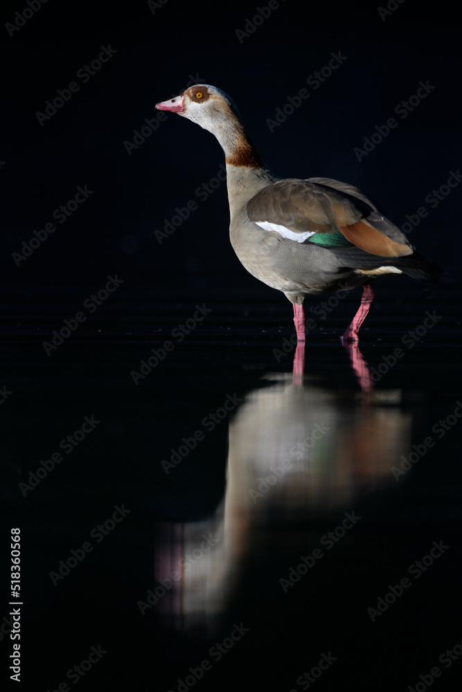 Nilgans Alopochen aegyptiacus Nilgans Alopochen aegyptiacus