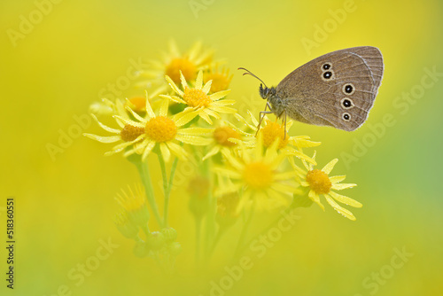 Brauner Waldvogel (Aphantopus hyperantus) photo
