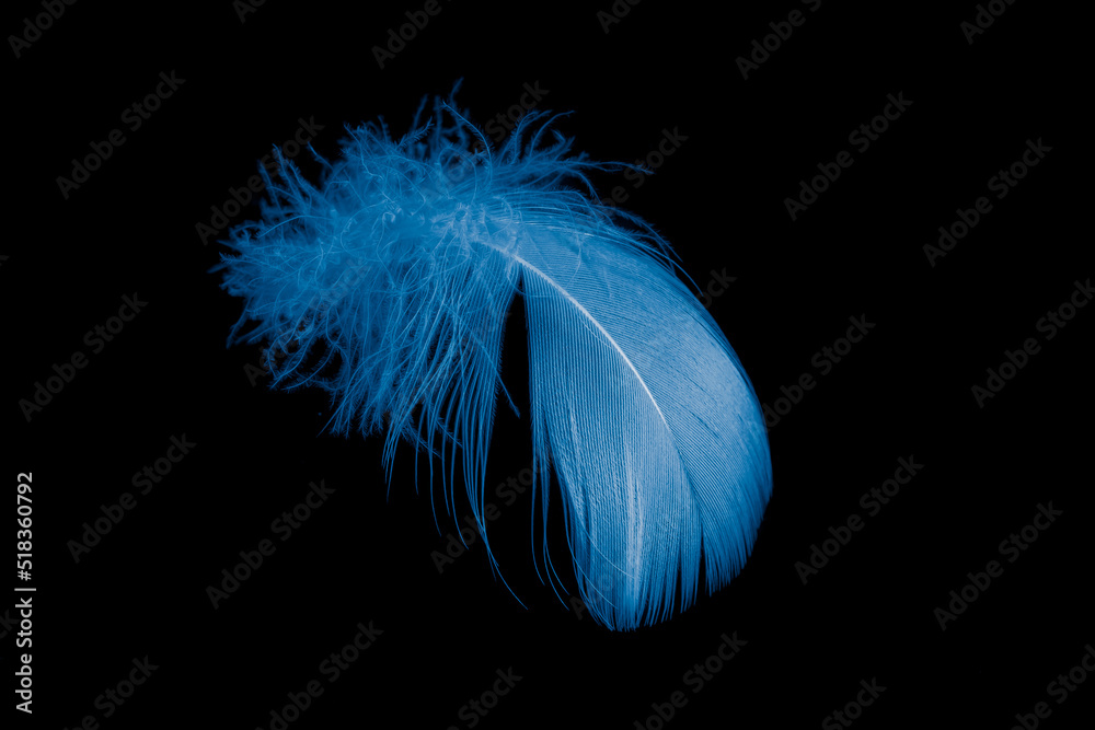 blue goose feather on black background
