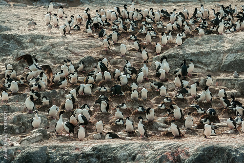 Group of cormorants in Ushuaia, Patagonia, Argentina
