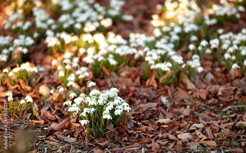 Small white flowers growing in a garden in summer. Tiny snowdrops planted on a flowerbed on a lawn during spring. Galanthus nivalis flowering plants blooming and flourishing in a park or on a field photo