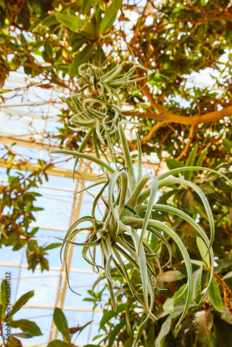 Detail of succulent plant hanging inside of greenhouse