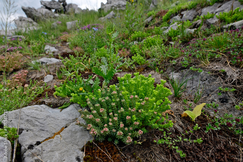 Stonecrop // Fetthenne, Mauerpfeffer (Sedum sp.) - Mount Lukavica,  Mala Lukavica, Kolašin, Montenegro photo