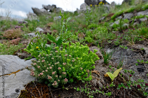 Stonecrop // Fetthenne, Mauerpfeffer (Sedum sp.) - Mount Lukavica,  Mala Lukavica, Kolašin, Montenegro photo