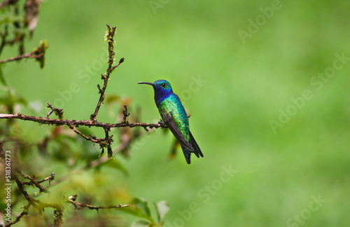 Color hummingbird