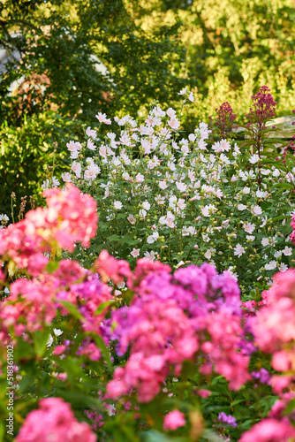 Beautiful musk mallow and garden phlox flowers blooming and blossoming outside on a sunny day. Flowering plants flourishing on a flowerbed amongst trees and greenery for outdoor landscaping in spring