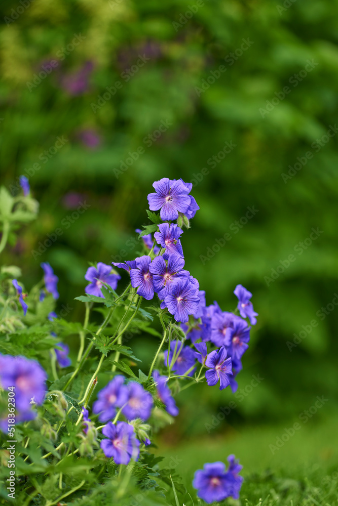 Blue meadow geranium flowers in a backyard garden in summer. Violet flora growing and blooming in a park or on a lawn against a green nature background in spring. Flowering plant blossoming in nature Blue meadow geranium flowers in a backyard garden in summer. Violet flora growing and blooming in a park or on a lawn against a green nature background in spring. Flowering plant blossoming in nature