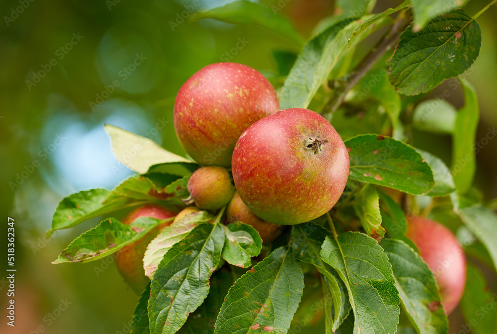 Fresh red apples growing on a farm on a green fruit tree during the autumn season. Healthy and organic crops ready for harvest outdoors in nature on a summer day. Detail of an orchard in a park