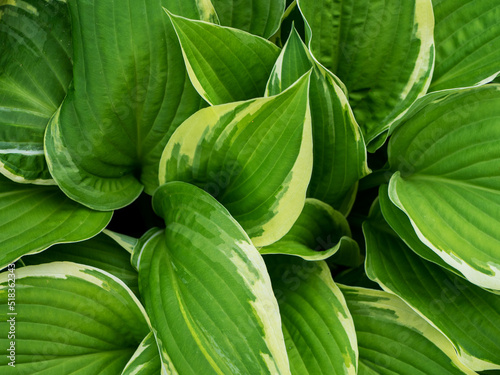 Hosta is a genus of perennial herbaceous plants of the Asparagus family. Natural background
