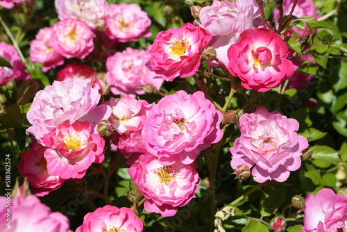 Pink roses  grade Pink Amorina  De Ruiter Innovations B. V.  in Moscow garden. Buds  inflorescence of flower closeup. Summer nature. Postcard with pink rose. Roses blooming. Pink flowers  rose blossom