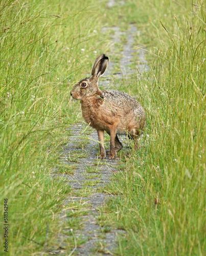 A European hare turning when he discovered he was not alone on the footpath. He was first running towards the photographer.