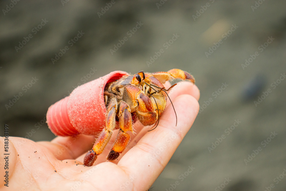 Hermit crab carry a plastic cap in my hand