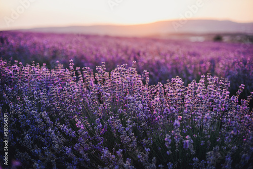 Close up lavender flowers in beautiful field at sunset.