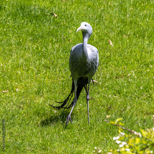 The Blue Crane, Grus paradisea, is an endangered bird photo