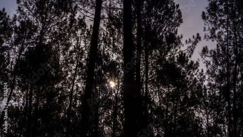 Foto Soleil se couvhant dans une forêt naturelle