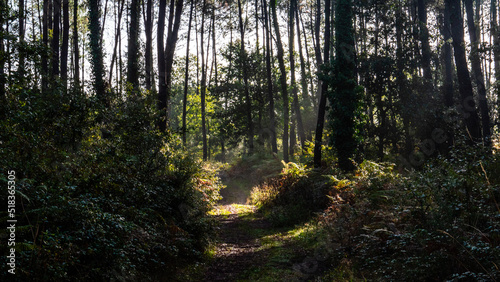 Foto Soleil se levant dans une forêt naturelle avec un jolie chemin