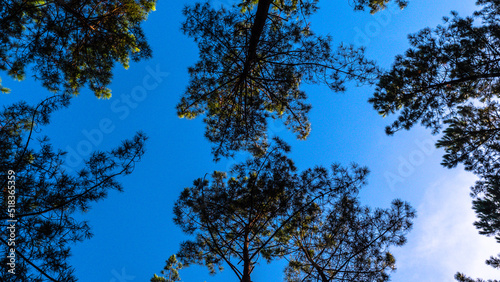 Foto Vue du ciel avec arbres en été