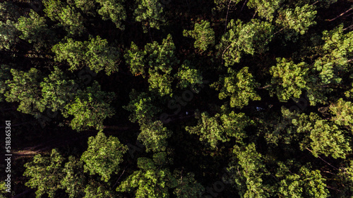 Foto Vue aérienne d'une forêt française