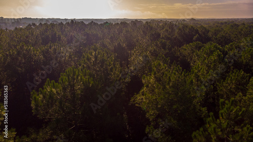 Bild auf Leinwand Couché de soleil rouge au dessus d'une forêt