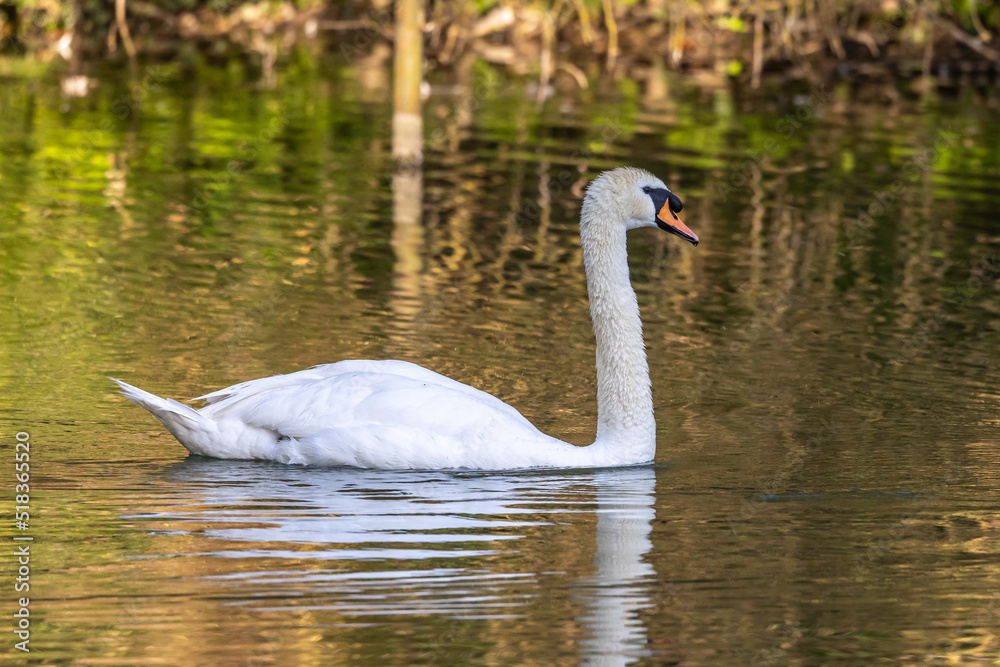 Fototapeta premium Mute swan, Cygnus olor swimming on a lake in Munich, Germany