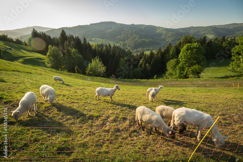 Fototapeta Naklejka Na Ścianę i Meble -  Owce