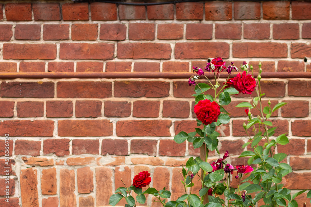 Naklejka premium A red rose on a bush against the background of an orange antique brick wall