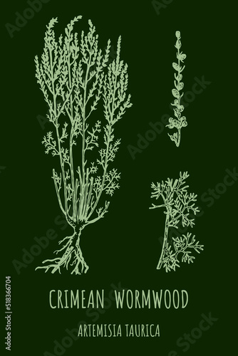 CRIMEAN Wormwood (Artemisia taurica) illustration. Wormwood branch, leaves and wormwood flowers. Cosmetics and medical plant.